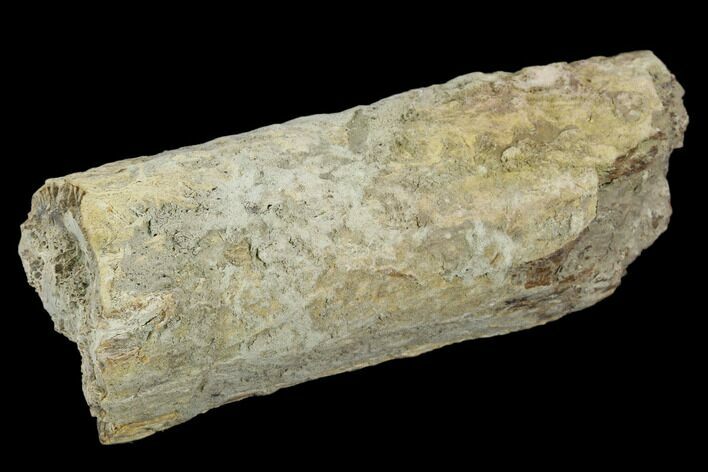 Unidentified Fossil Bone Section - North Dakota #120547